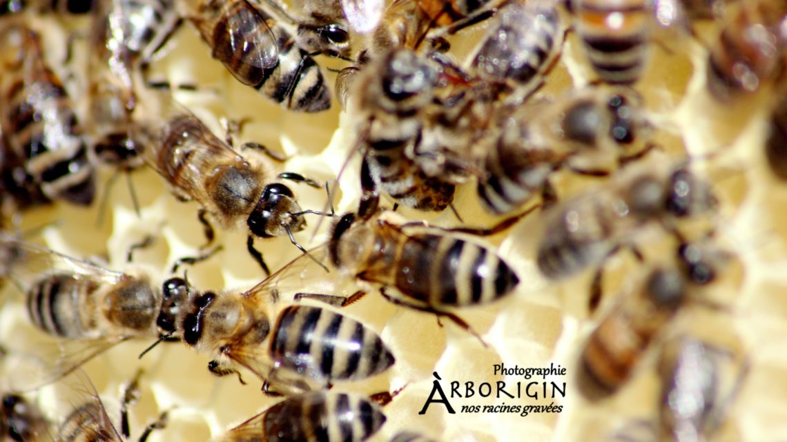Rencontre avec un insecte en détresse : l’abeille