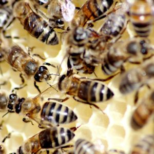 Rencontre avec un insecte en détresse : l’abeille